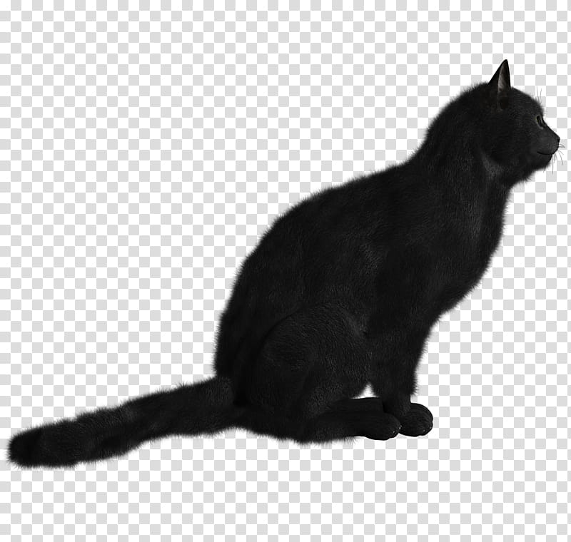 High Quality  Cats , black cat transparent background PNG clipart
