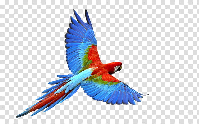 Bird Parrot, Budgerigar, Fly Parrot, Flight, True Parrot, Parakeet, Macaw, Animal transparent background PNG clipart