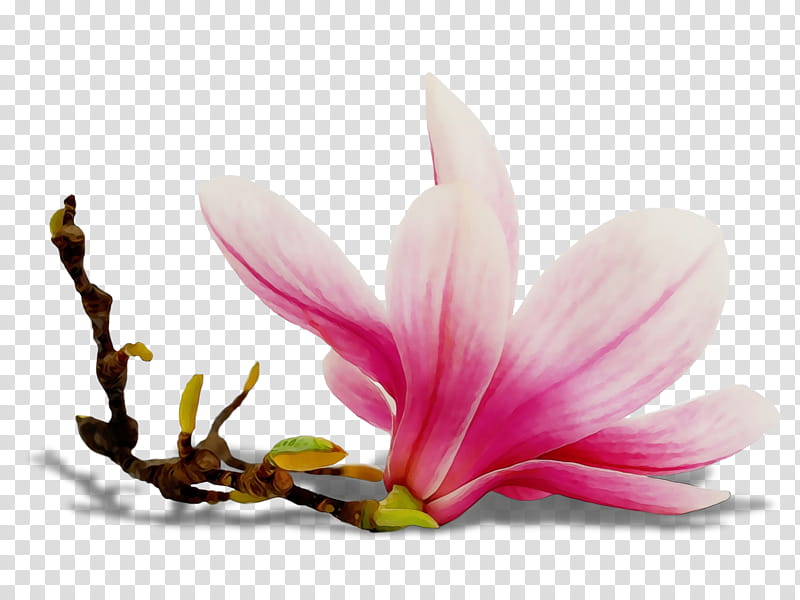 petal flower plant flowering plant pink, Watercolor, Paint, Wet Ink, Magnolia, Magnolia Family, Siam Tulip, Crocus transparent background PNG clipart
