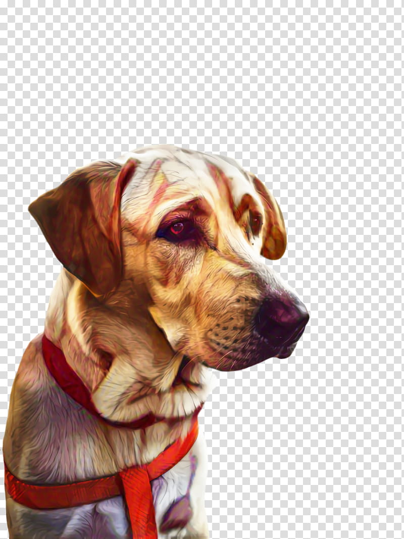 Cute, Cute Dog, Pet, Animal, Dog Breed, Pointer, Puppy, German Shorthaired Pointer transparent background PNG clipart