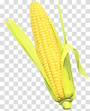 Watercolor Plant, Paint, Wet Ink, Corn On The Cob, Corn Kernel, Maize, Fruit, Corn Kernels transparent background PNG clipart thumbnail