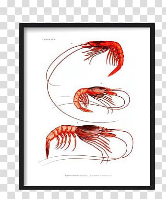 , three red prawns illustration transparent background PNG clipart