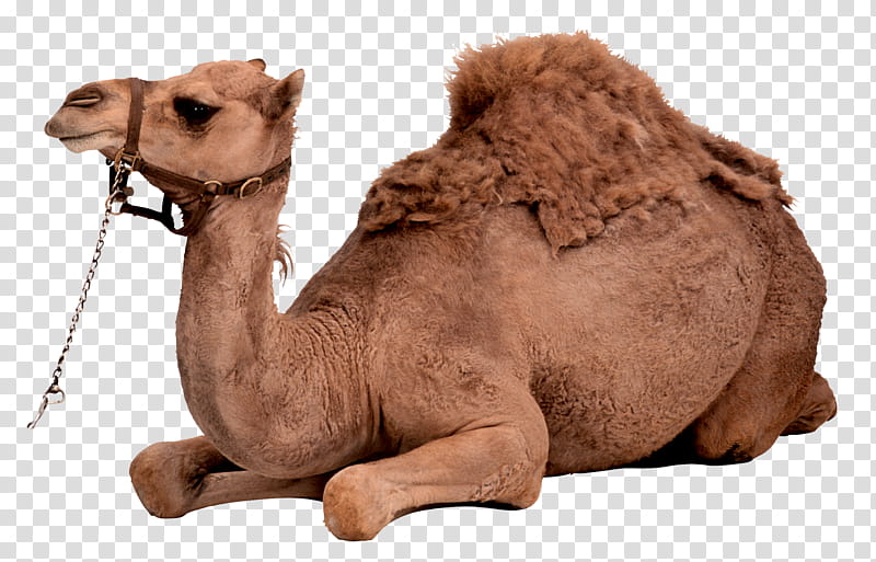 , adult camel lying transparent background PNG clipart