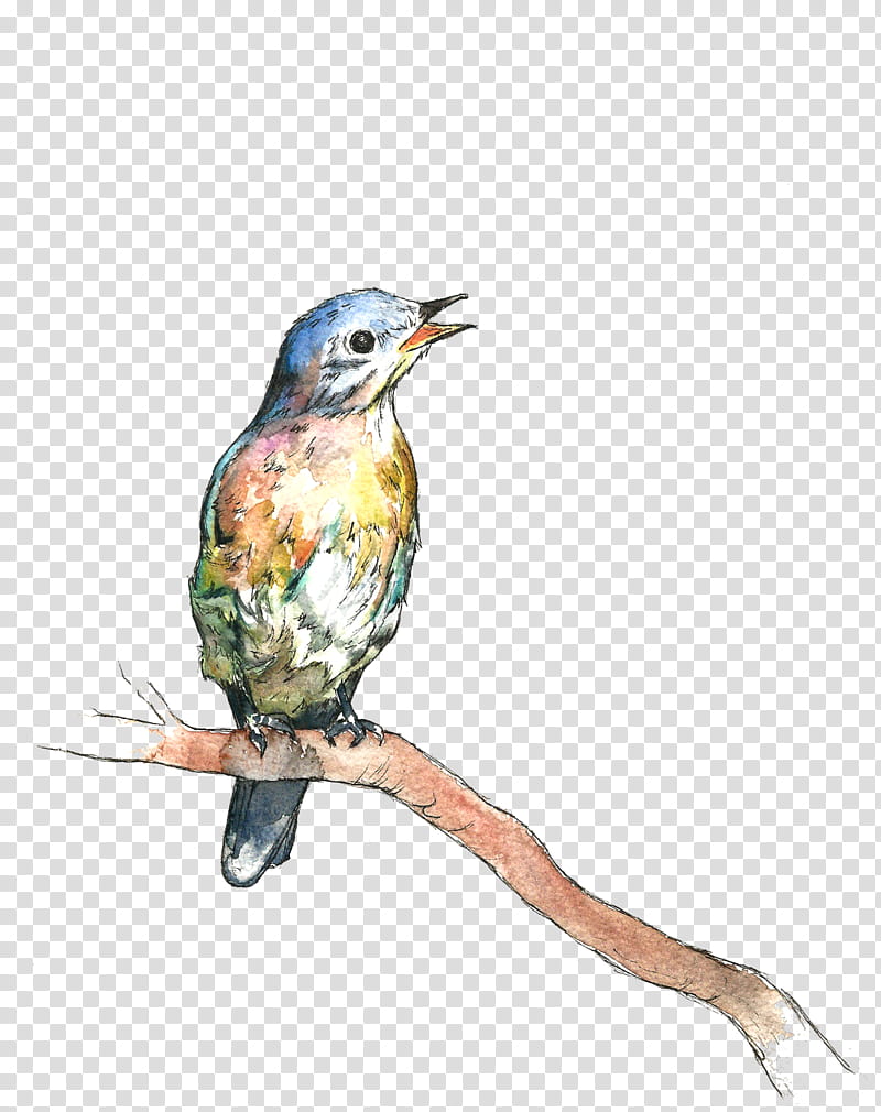 Hummingbird, Watercolor Paint, Beak, Rufous Hummingbird, Coraciiformes, Perching Bird, Drawing transparent background PNG clipart