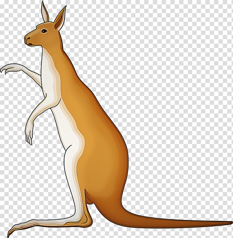kangaroo macropodidae wallaby kangaroo red kangaroo, Animal Figure, Terrestrial Animal transparent background PNG clipart
