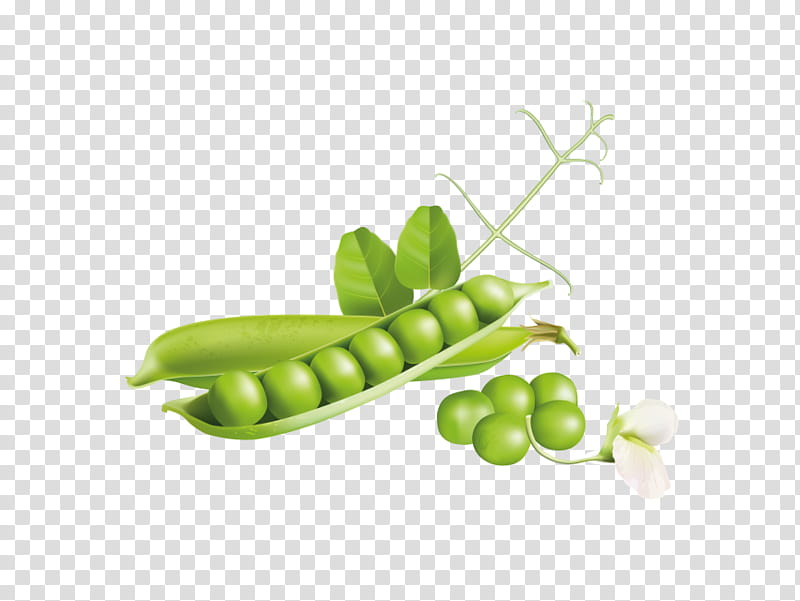 pea legume snap pea snow peas green, Plant, Fruit, Vegetable, Legume Family, Food transparent background PNG clipart