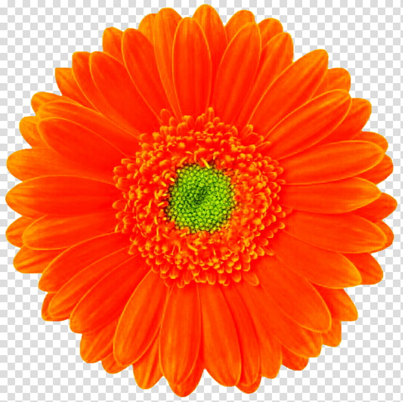 Classic Orange Gerbera Daisy transparent background PNG clipart.