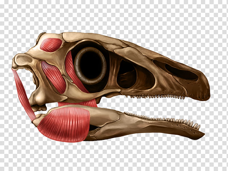 Skull Anatomy, Reptile, Jaw, Dinosaur, Medical Illustration, Medicine, Morphology, Theropods transparent background PNG clipart