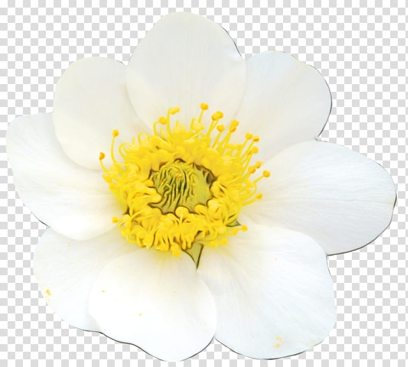 flower petal white yellow plant, Watercolor, Paint, Wet Ink, Anemone, Wildflower, Windflower transparent background PNG clipart