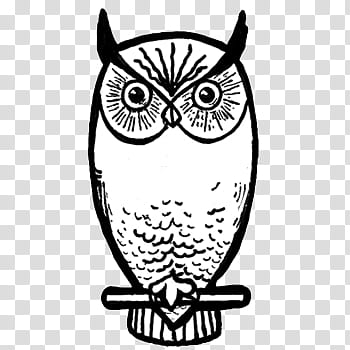 ong owl transparent background PNG clipart