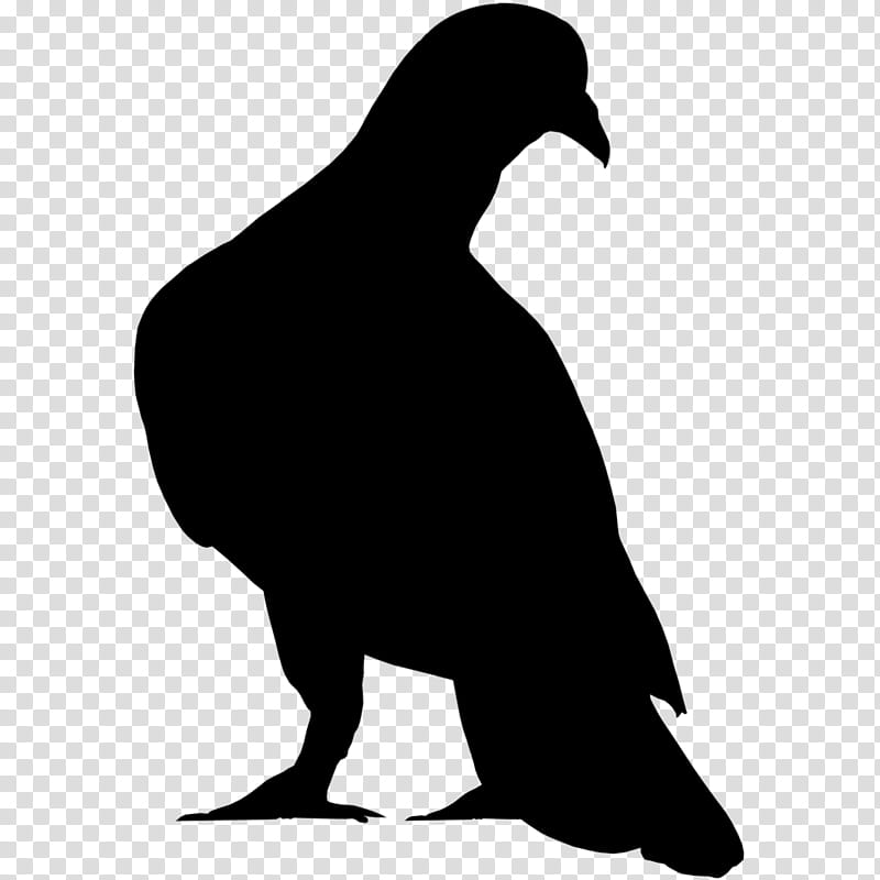 Bird Silhouette, Beak, Black M, Crow, Flightless Bird, Crowlike Bird, Wildlife, Blackandwhite transparent background PNG clipart