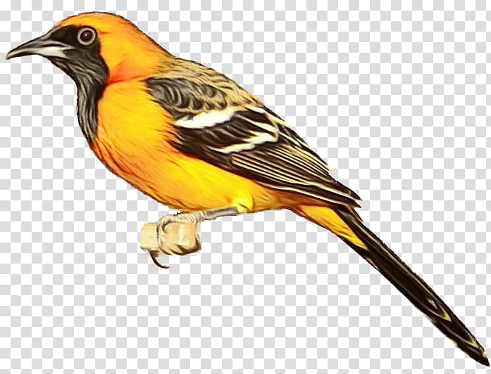 bird beak old world oriole songbird finch, Watercolor, Paint, Wet Ink, Eurasian Golden Oriole, Perching Bird, Canary, Atlantic Canary transparent background PNG clipart