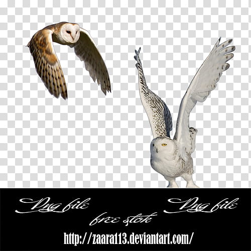owl, brown and white owls with text overlay transparent background PNG clipart