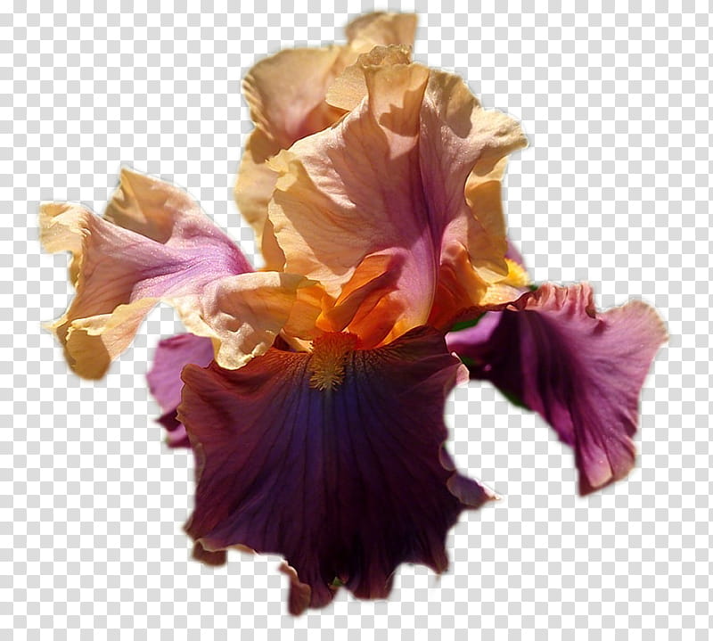 Flowers, Purple, Cut Flowers, Iris, Plant, Petal, Iris Family, Magenta transparent background PNG clipart