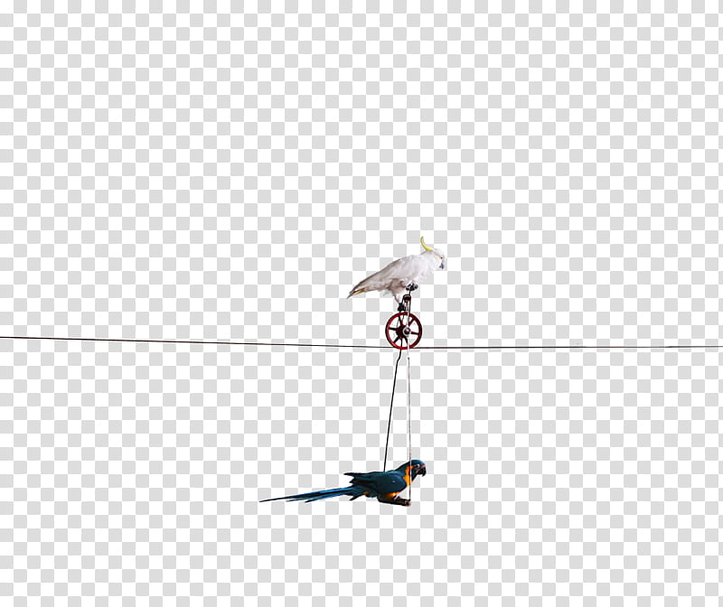 Parrot Riding a Bicycle IMPROVED , white bird on cable illustration transparent background PNG clipart