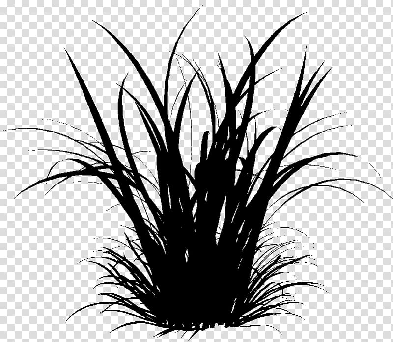 Grass, Ornamental Grass, Grasses, Lawn, Mexican Feathergrass, Garden, Ornamental Plant, Grass Family transparent background PNG clipart