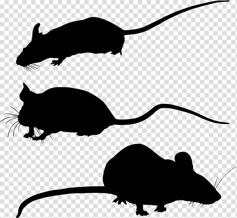 Cartoon Mouse, Gerbil, Whiskers, Computer Mouse, Snout, Silhouette, Muridae, Muroidea transparent background PNG clipart