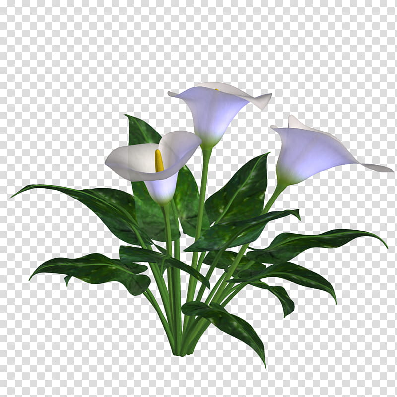 Spring , white calla lily transparent background PNG clipart