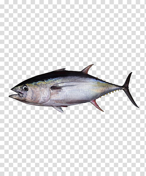 fish fish atlantic bluefin tuna oily fish albacore fish, Thunnus, Bonyfish, Fish Products transparent background PNG clipart