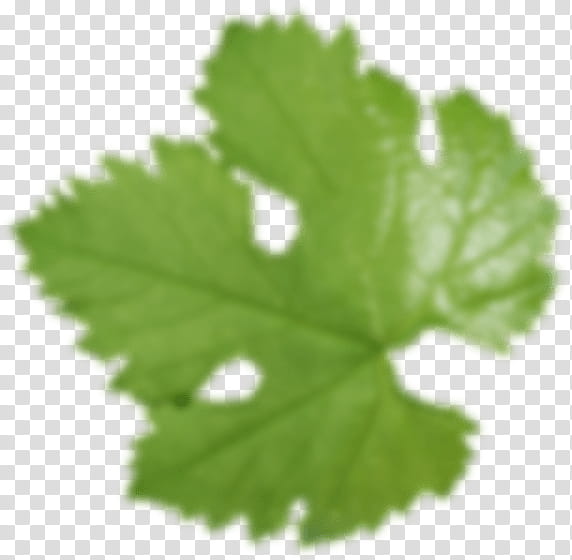 Green Leaf, Vineyard, Common Grape Vine, Grape Leaves, Drawing, Winemaker, Viticulture, Vigne transparent background PNG clipart