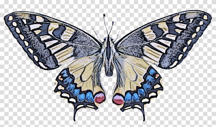 moths and butterflies butterfly insect papilio machaon swallowtail butterfly, Cynthia Subgenus, Brushfooted Butterfly, Pollinator transparent background PNG clipart