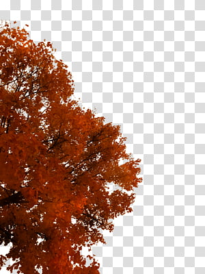 Autumn Tree Cutout 02, red tree transparent background PNG clipart thumbnail