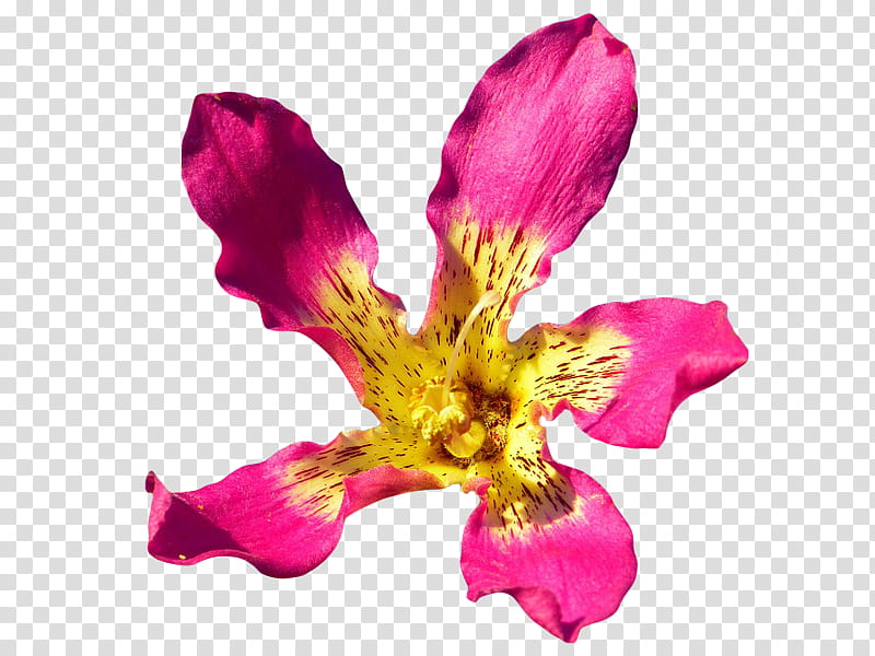 , pink and yellow petaled flower in bloom transparent background PNG clipart