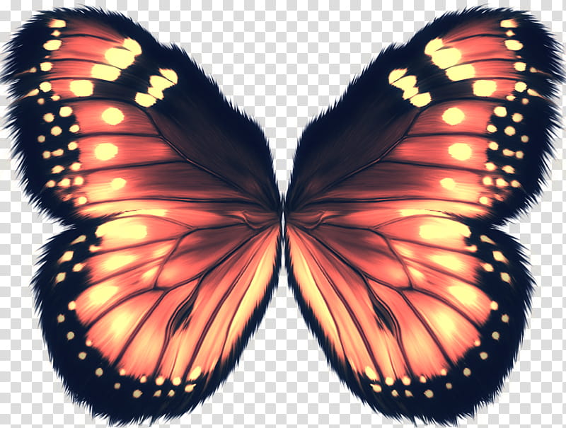 Object Wings , red and black butterfly transparent background PNG clipart
