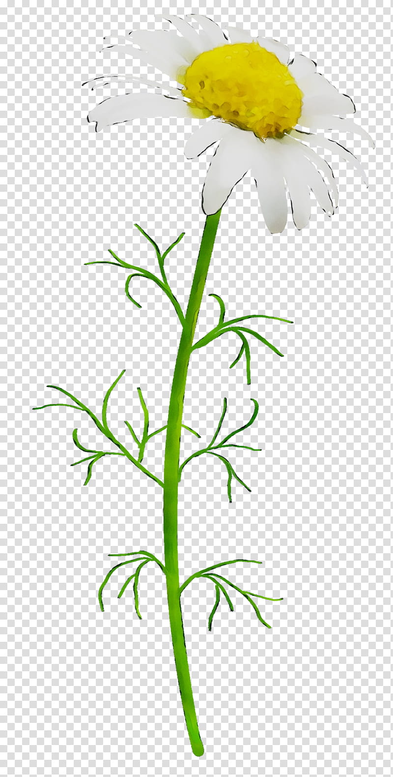 Flowers, Oxeye Daisy, Chrysanthemum, Roman Chamomile, Marguerite Daisy, Cut Flowers, Floral Design, Leaf transparent background PNG clipart