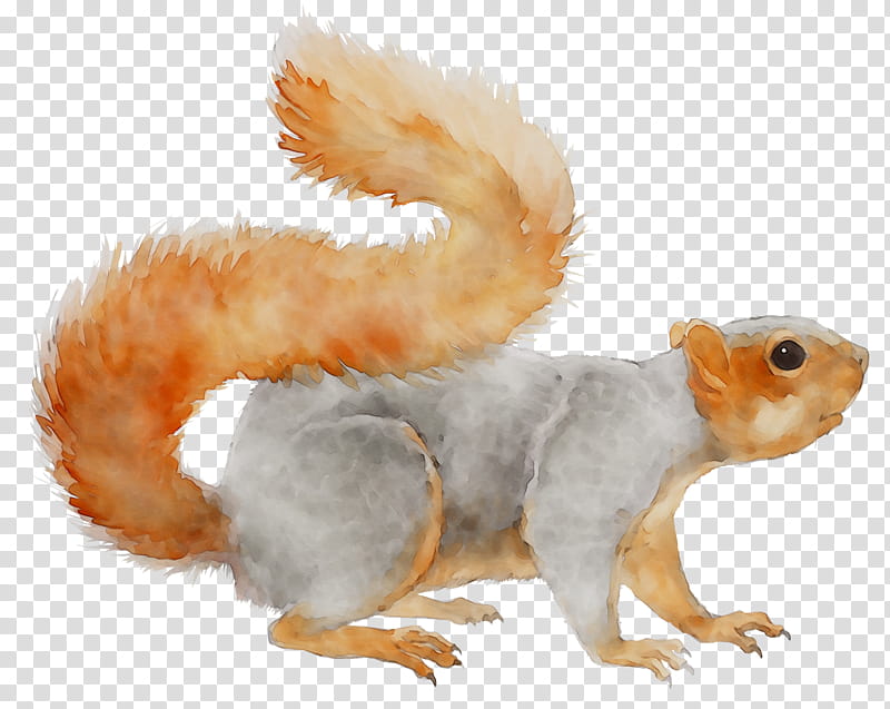 Animal, Squirrel, Pet, Snout, Tail, Eurasian Red Squirrel, Animal Figure, Grey Squirrel transparent background PNG clipart