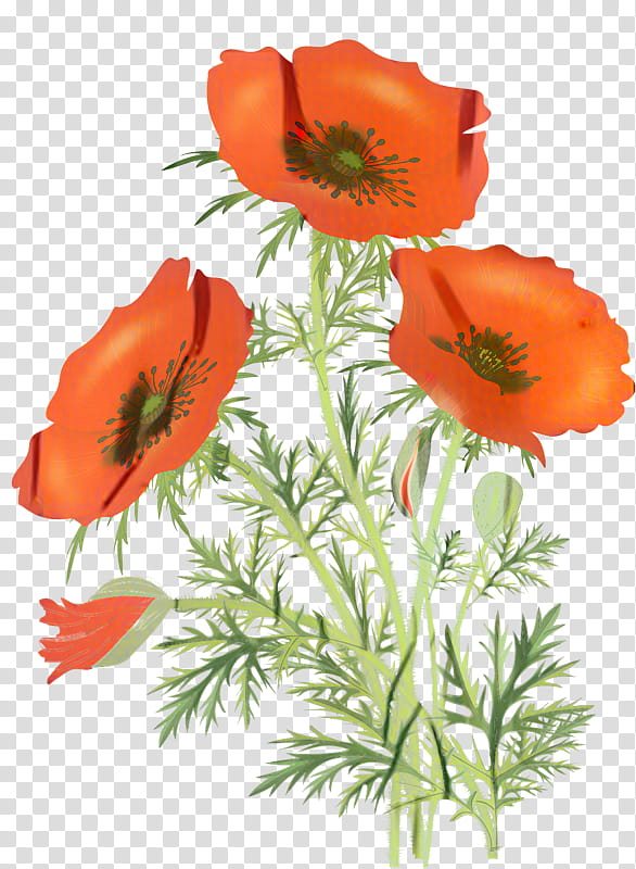 Flowers, Poppy, Pheasant, California Poppy, Orange, Pheasants Forever, Color, Cut Flowers transparent background PNG clipart
