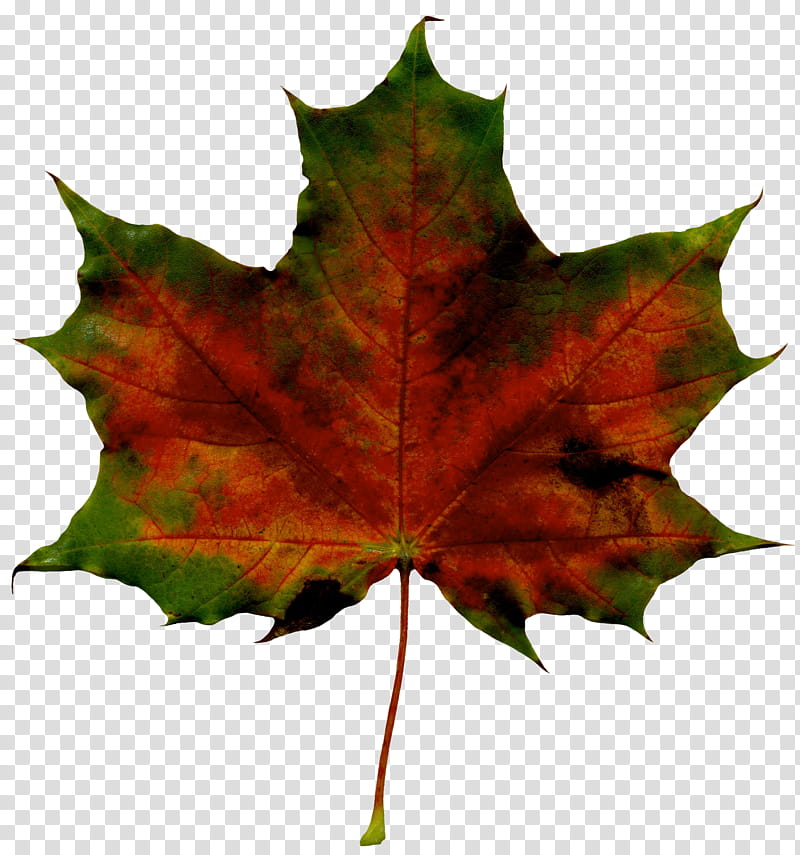 Maple leaf, Tree, Black Maple, Plant, Woody Plant, Plane, Sweet Gum, Black Oak transparent background PNG clipart