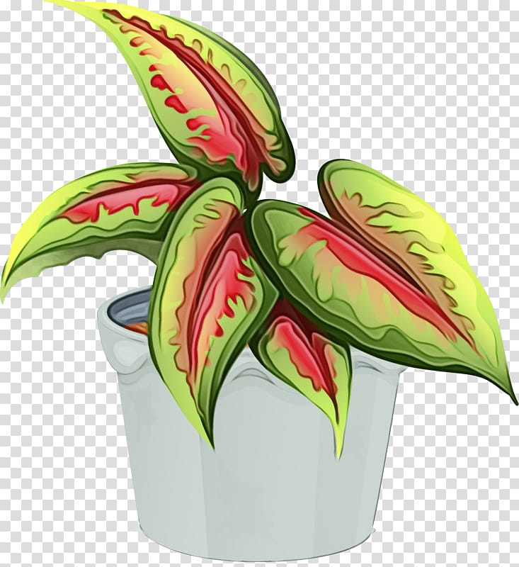 Watercolor Flower, Paint, Wet Ink, Leaf, Plants, Green, Flowerpot, Houseplant transparent background PNG clipart