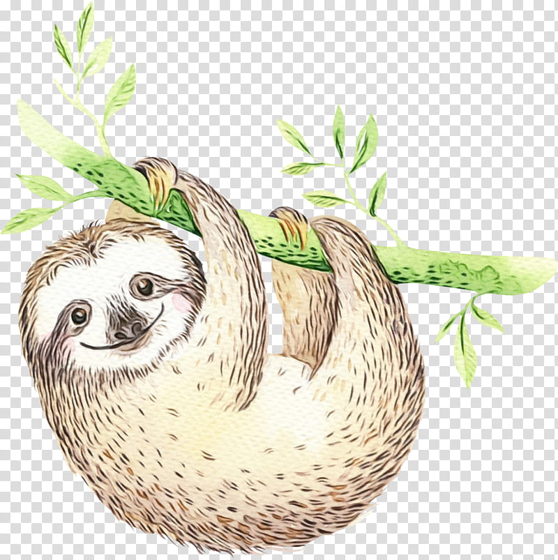 sloth three-toed sloth two-toed sloth plant drawing, Watercolor, Paint, Wet Ink, Threetoed Sloth, Twotoed Sloth, Bird Nest transparent background PNG clipart