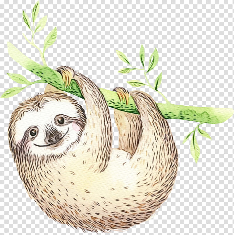 three toed sloth drawing