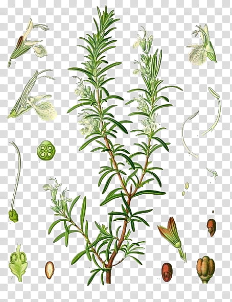Summer Flower, Rosemary, Herb, Essential Oil, Verbenone, Herbal Distillate, Peppermint, Medicinal Plants transparent background PNG clipart