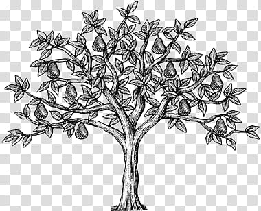 B and W, tree illustration transparent background PNG clipart