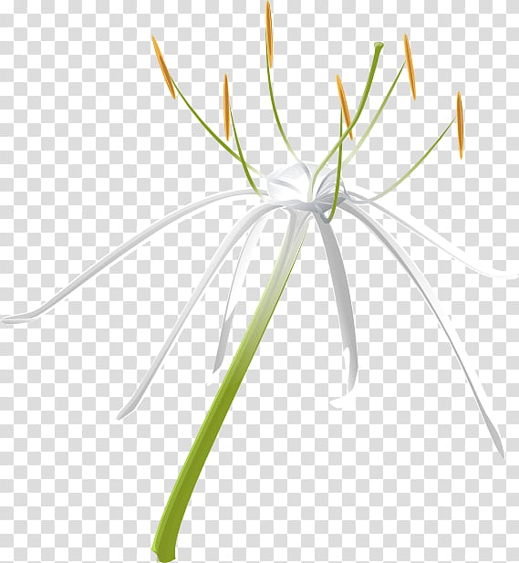 Spider, Spider Lilies, Grasses, Leaf, Plant Stem, Line, Flower, Flora transparent background PNG clipart