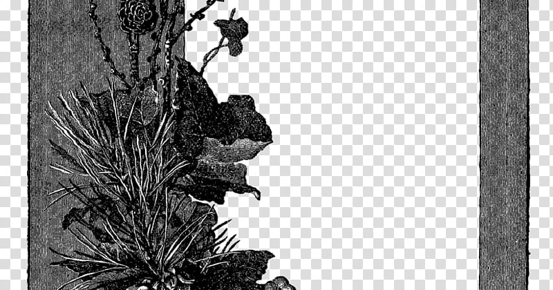 Black And White Flower, Black And White
, Frames, Nature, Blackandwhite, Tree, Plant, Still Life transparent background PNG clipart