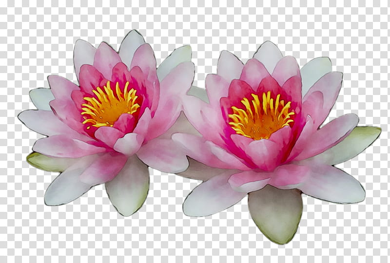 White Lily Flower, Sacred Lotus, Petal, Aquatic Plant, Pink, Water Lily, Lotus Family, Fragrant White Water Lily transparent background PNG clipart