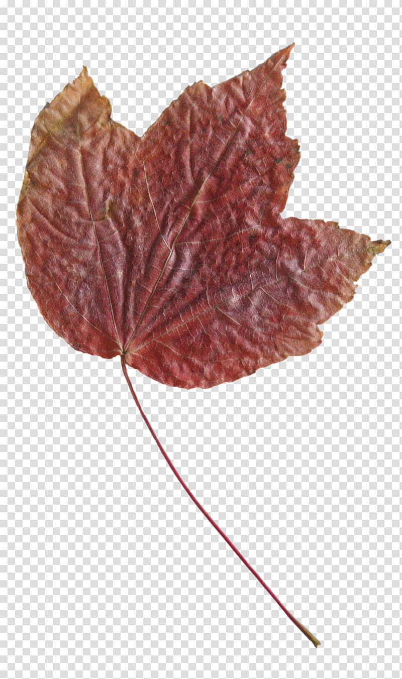 Fallen Autumn Leaves II s, brown leaf transparent background PNG clipart
