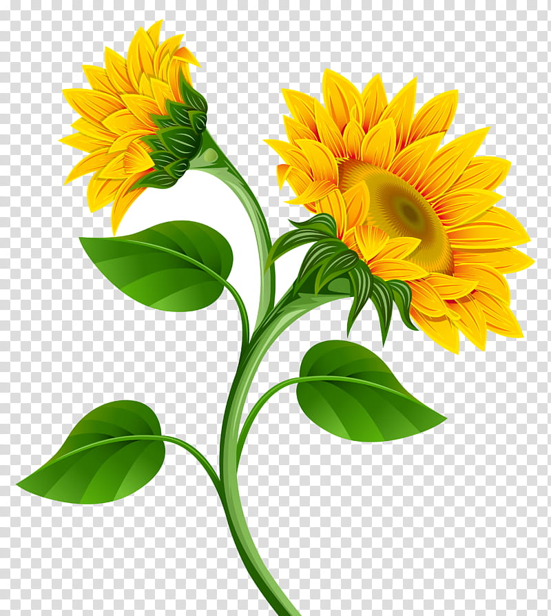 sunflower, Flowering Plant, Yellow, English Marigold, Petal, Calendula transparent background PNG clipart