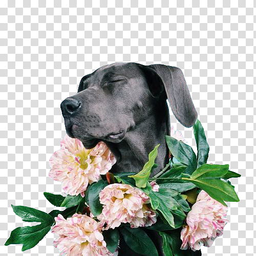 Vol , short-coated black dog wearing pink flowers transparent background PNG clipart