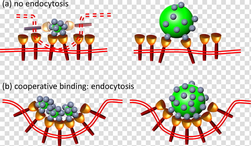 Cell Text, Nanoparticle, Phagocytosis, Endocytosis, Nanomaterials, Fluorescence, Human Body, Point, Interaction transparent background PNG clipart