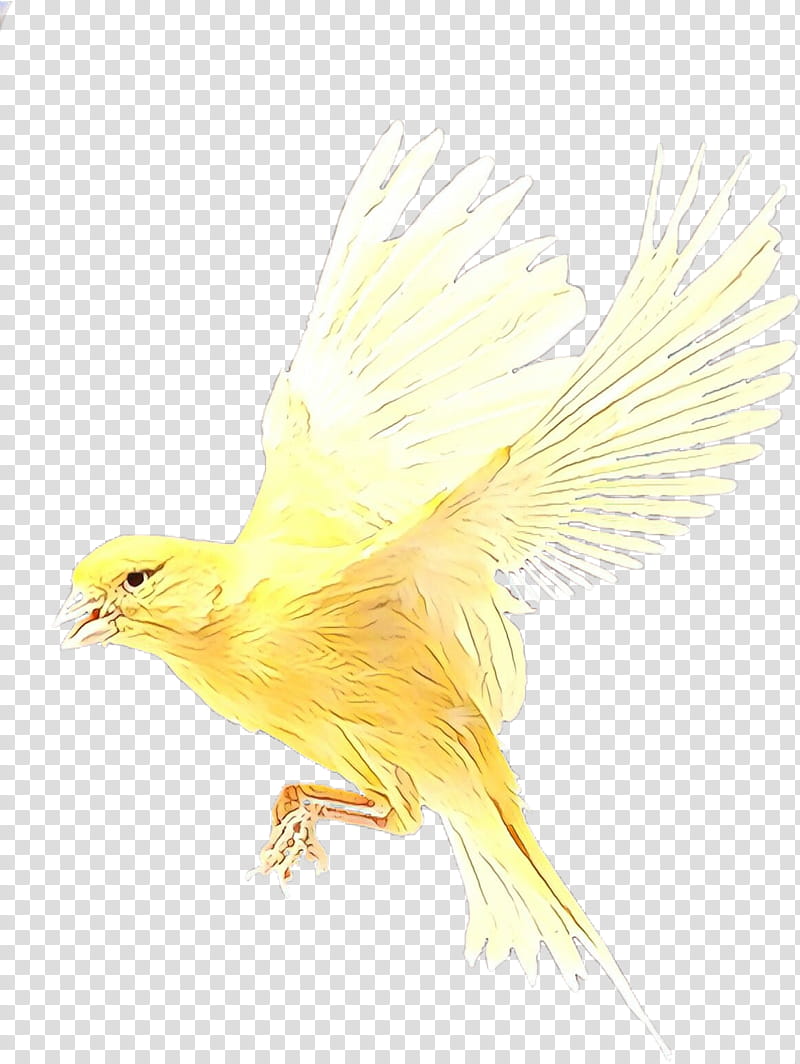Feather, Bird, Yellow, Beak, Atlantic Canary, Wing, Songbird, Tail transparent background PNG clipart