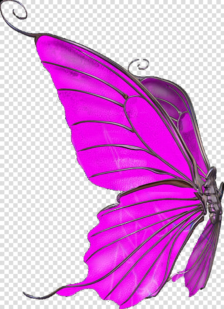 Butter Fly Wings transparent background PNG clipart