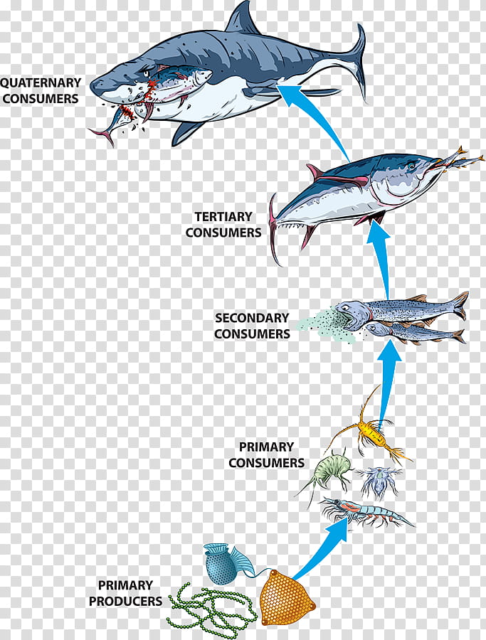 Fish Food Chain Food Web Ecosystem Ocean Primary Producers Algae