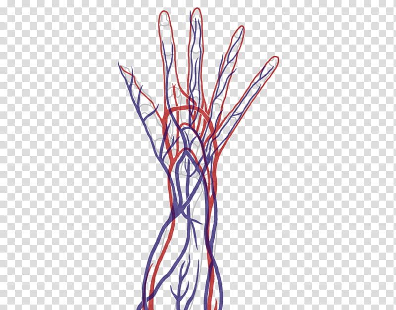 Cross Section ()-Hand-Cardiovascular System, red and blue blood vessels of a hand transparent background PNG clipart