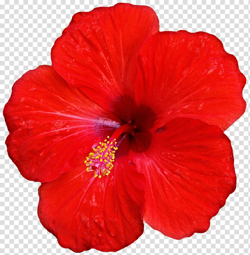 Tropical Red Hibiscus, red hibiscus flower transparent background PNG clipart