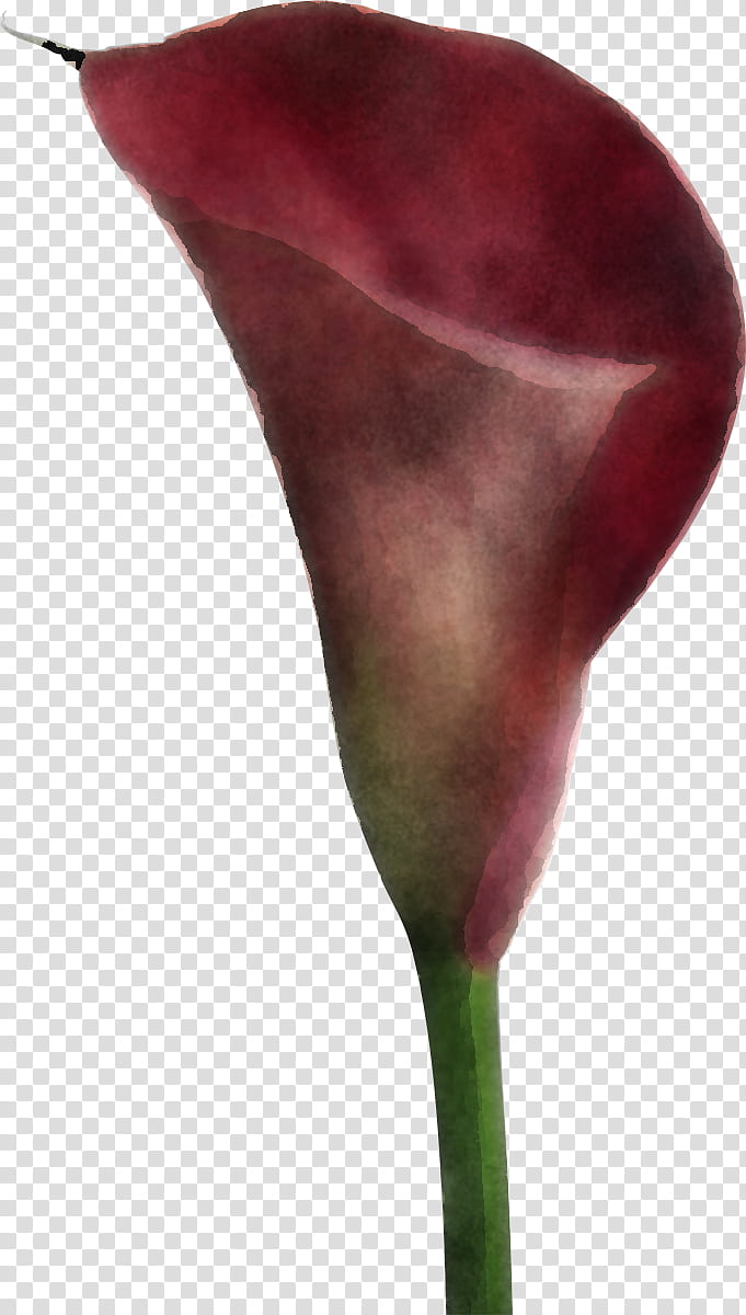 arum flower giant white arum lily plant anthurium, Petal, Alismatales, Pedicel, Plant Stem, Arum Family, Bud, Nepenthes transparent background PNG clipart